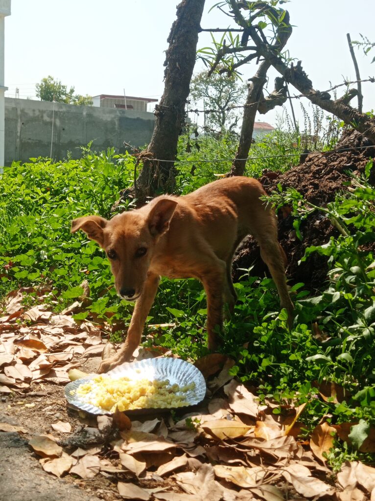 Stray Feeding image