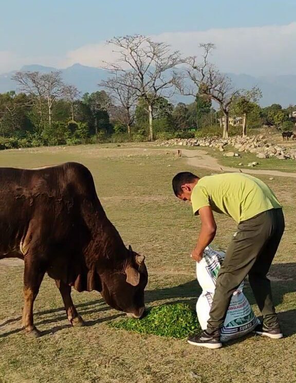 Cow Feeding image